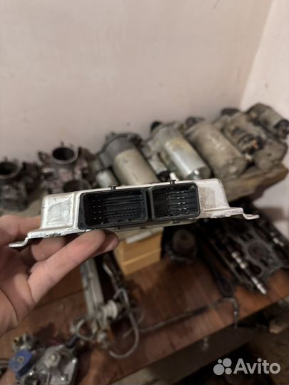 Эму мозги 21067