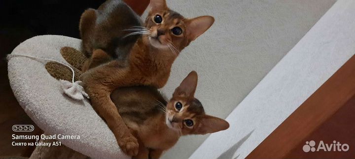 Абиссинская