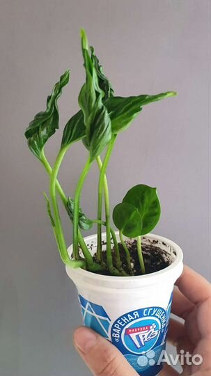 Комнатные растения