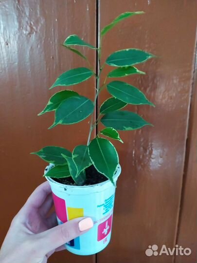 Фикус бенджамина