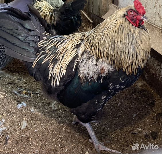 Продажа домашней птицы