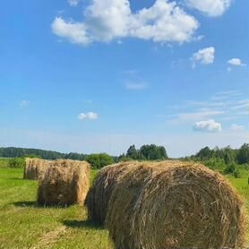 Продам сено в рулонах