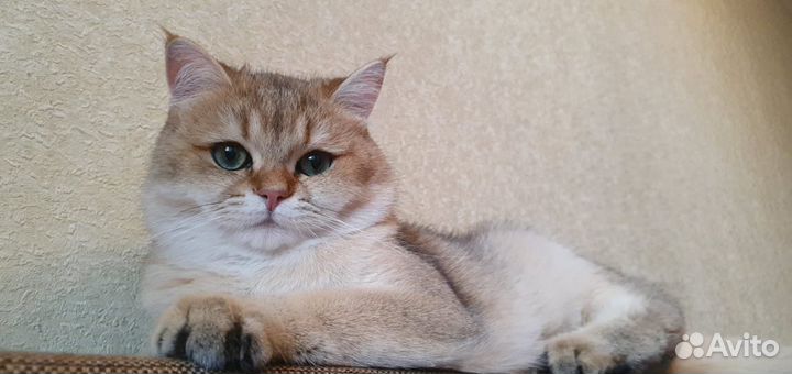 Британский кот вязка