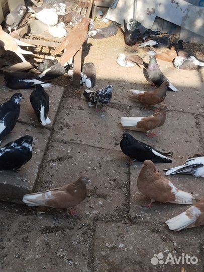 Николаевские голуби. свг