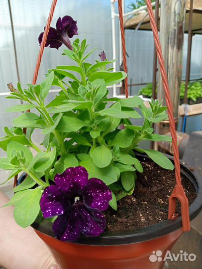 Рассада однолетников