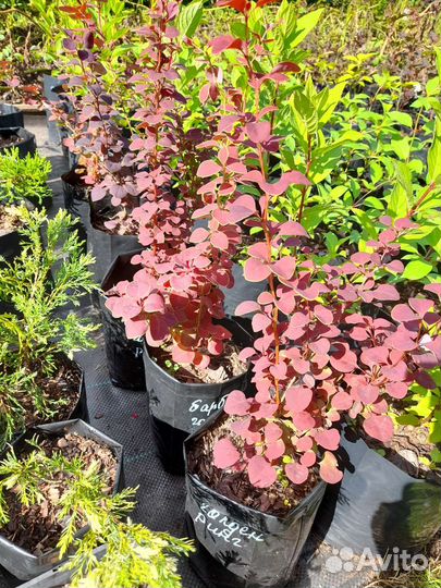 Саженцы декоративных кустарников