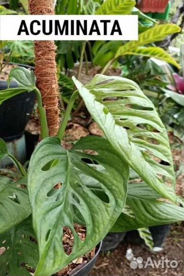 Монстера Карвинского (акумината)