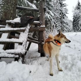 Лайка зсл в добрые руки