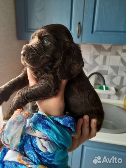 Английский кокер спаниель щенок мальчик