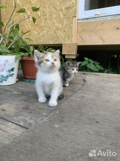 Котята девочки бесплатно