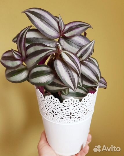 Традесканция зебрина