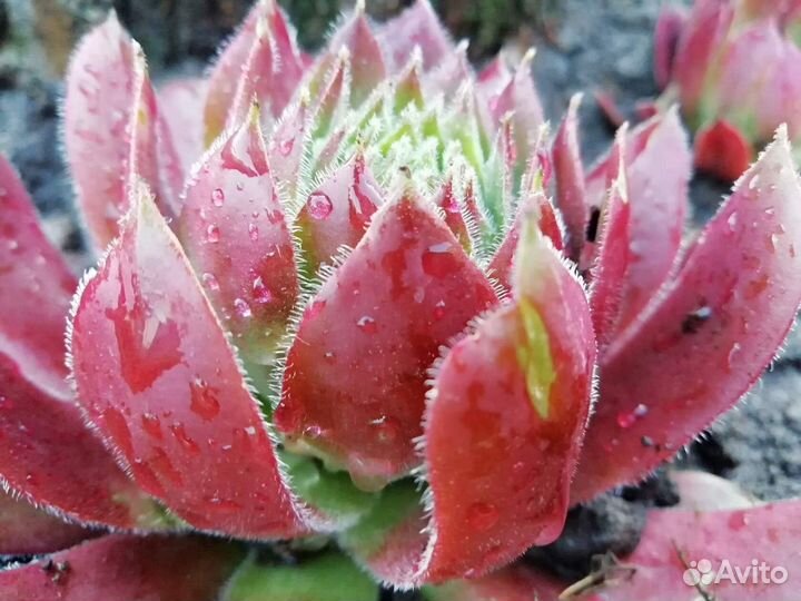 Сортовое молодило