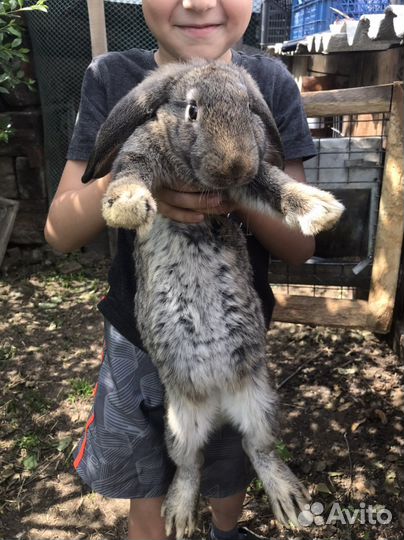 Кролики мясной породы