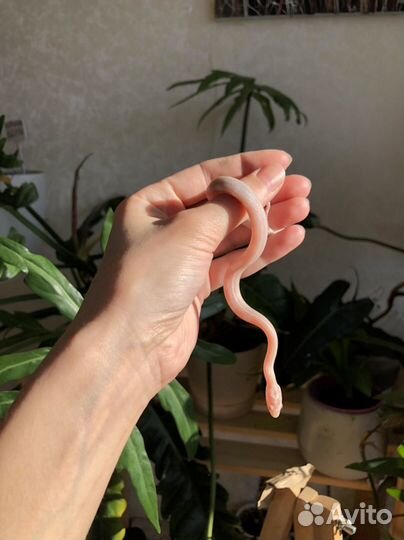 Маисовый полоз