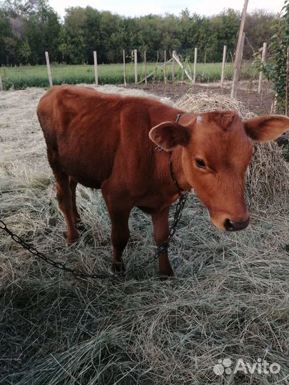 Телочки и бычки