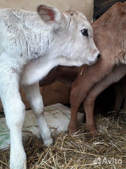 Бычки костромской-швицкой породы