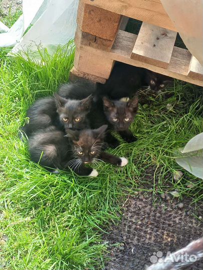 Котята отдам в добрые руки бесплатно