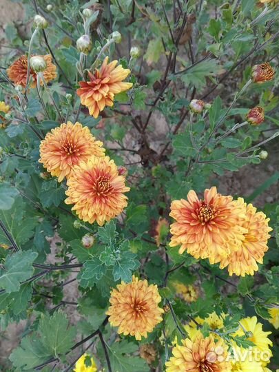 Хризантема