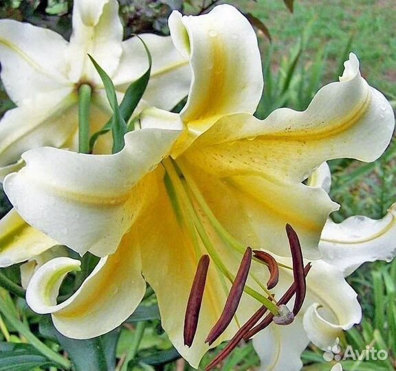 Лилия луковицы сорт ханимун