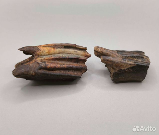 Зубы древнего бизона Priscus (2 шт) / Окаменелости