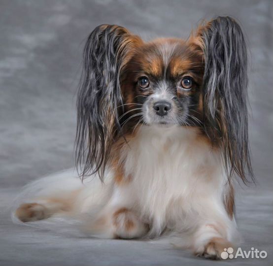 Фотограф анималист