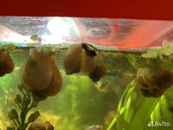 Улитки аквариумные ампулярии