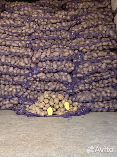 Картофель оптом