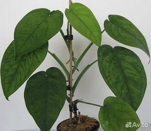 Сингониум макрофиллум