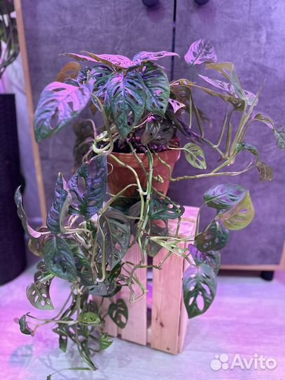 Манстера манки