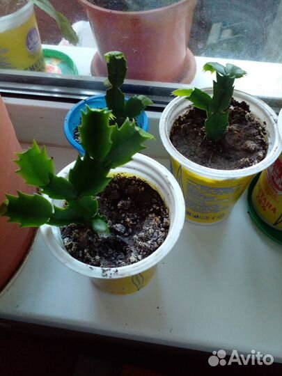 Декабрист шлюмбергера белый