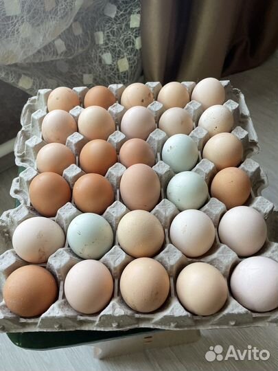 Яйцо инкубационное куриное