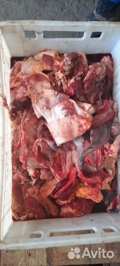 Мясо говядина на корм для животных