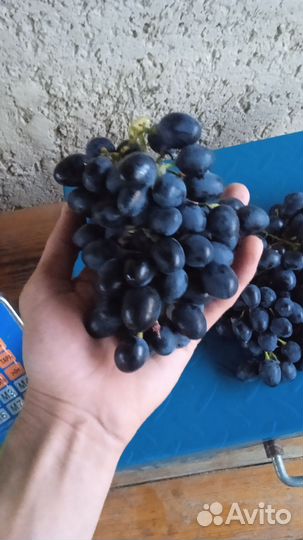 Технические сорта винограда