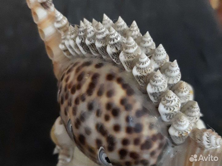 Сувениры из Ракушки