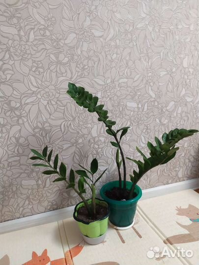 Замиокулькас