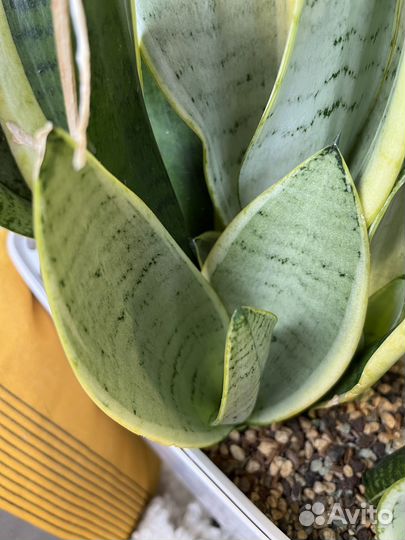 Сансевиерия ханни Филиппин голден грин