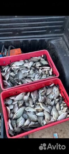 Живая рыба. Карп. Карась. Кефаль.Судак.Толстолоб