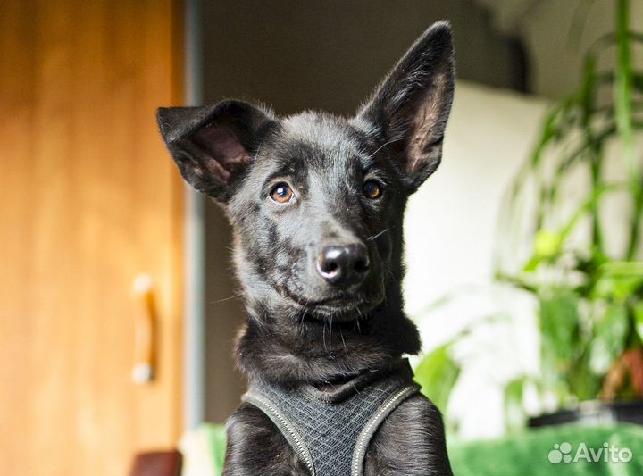 Черри - щенок-девочка в хорошие руки