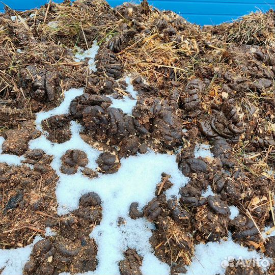 Навоз коровий