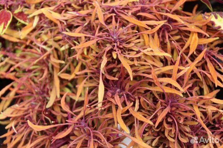 Большой выбор интересных растений