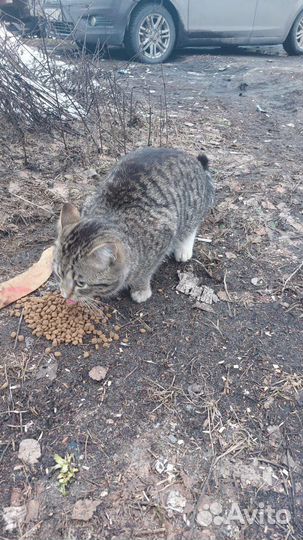 Бывшедомашний котик