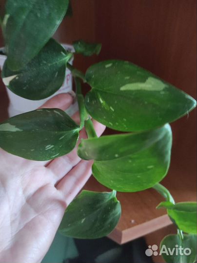 Филодендрон медуза и филодендрон кобра(белая)