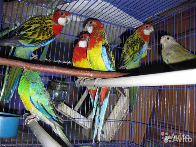 Попугай,розелла пенантовая,декоративный ёжик