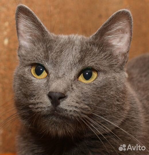 Голубой кот британский кот Анатоль (метис), 3 года