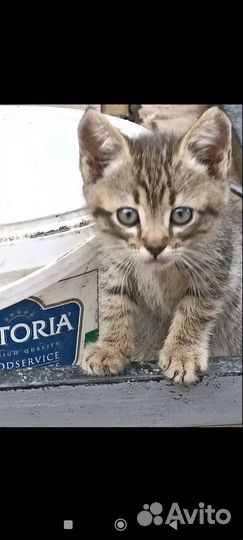 Котята отдам в добрые руки бесплатно