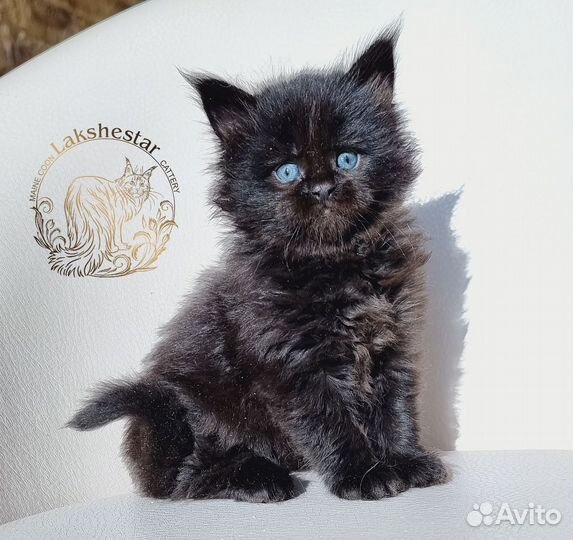 Мейн кун из питомника Lakshestar