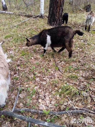 Козы и козлята