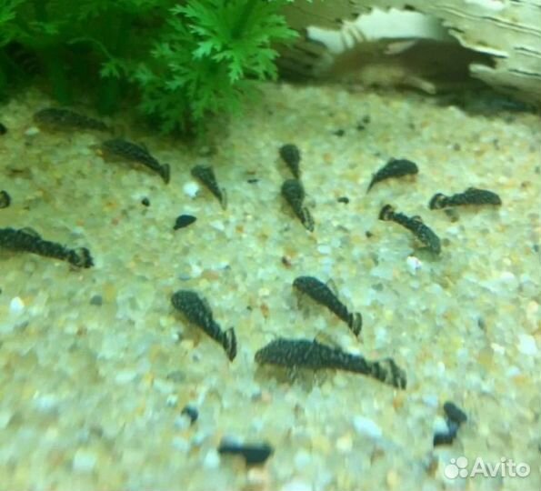 Сомики анциструсы