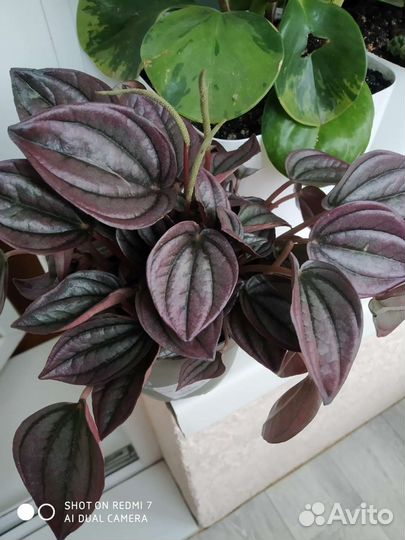 Пеперомия Кайенна