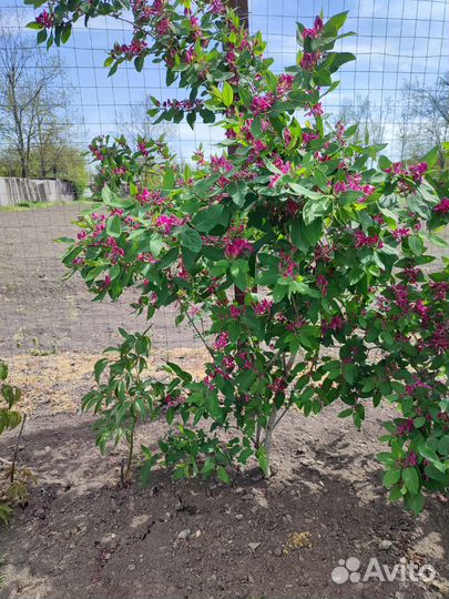 Жимолость декоративная